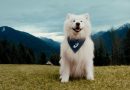 Badanie ASICS: Psy skutecznie motywują nas do ruchu