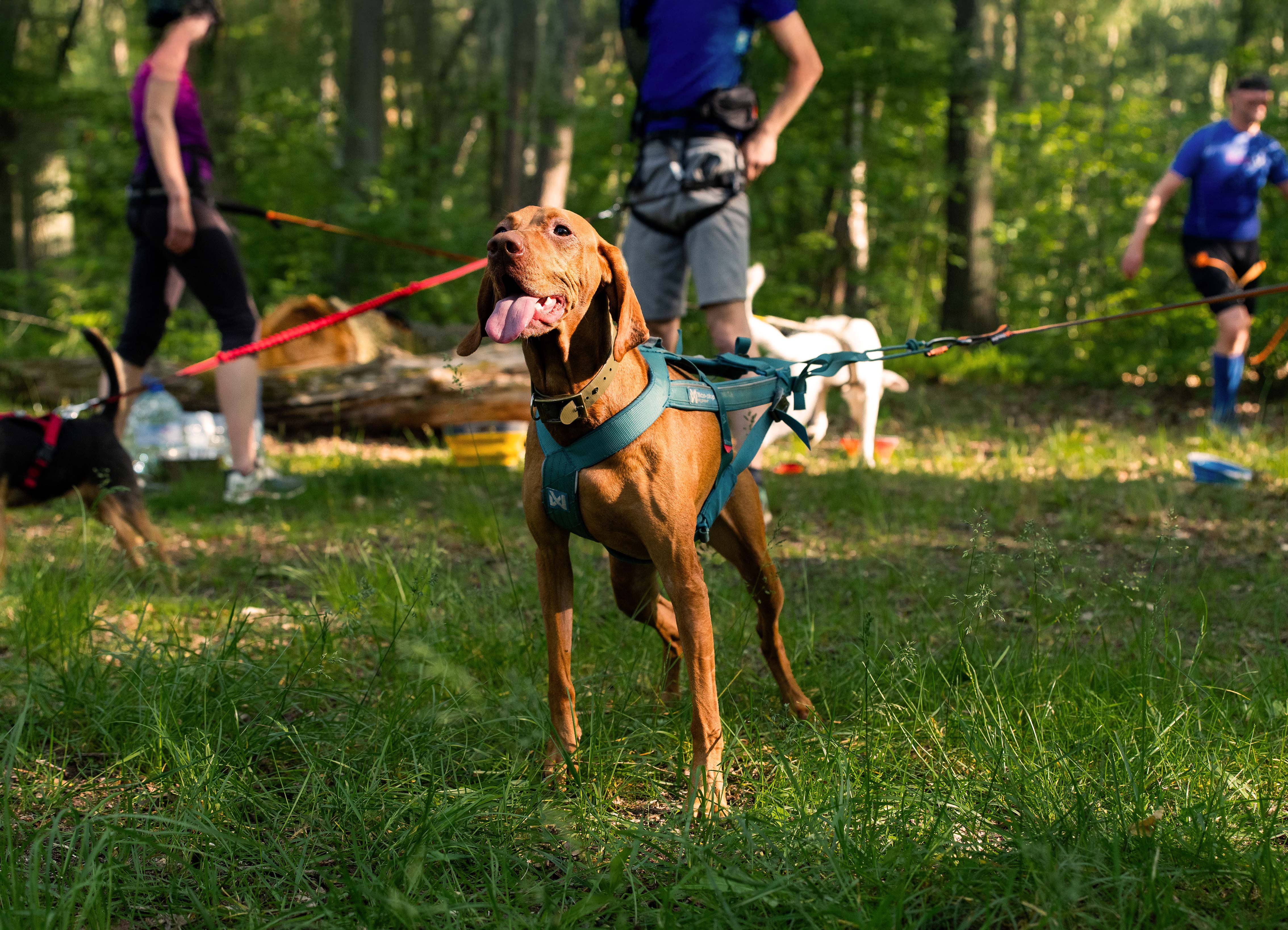 Lubisz biegać z psem? Warsaw Dog Run jest dla Ciebie