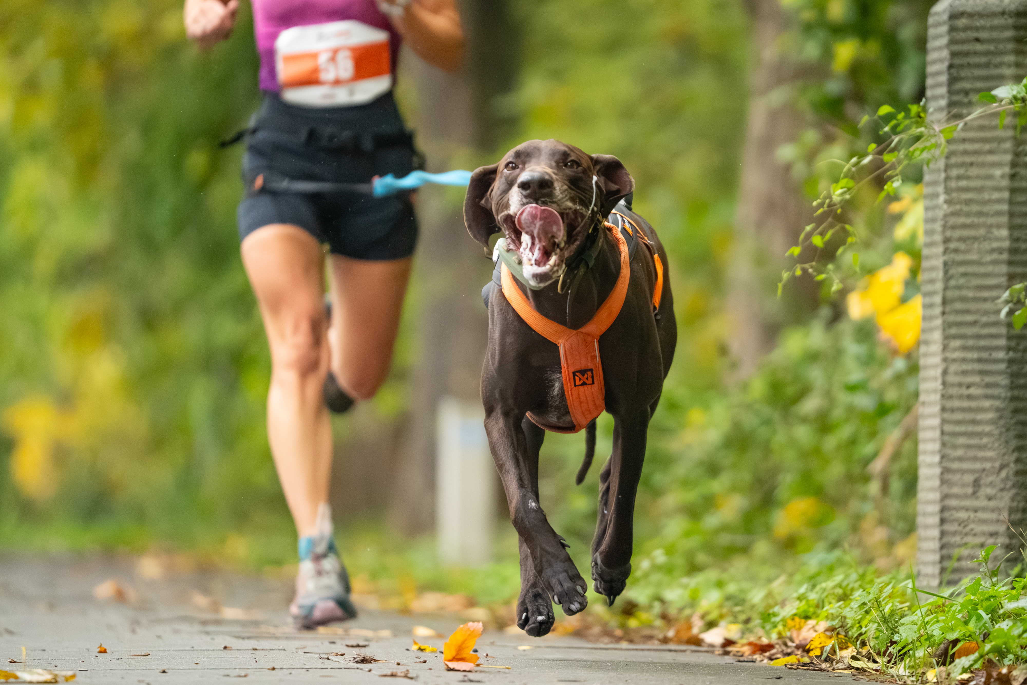 Cztery łapy, dwie nogi, jedna meta. Warsaw Dog Run coraz bliżej