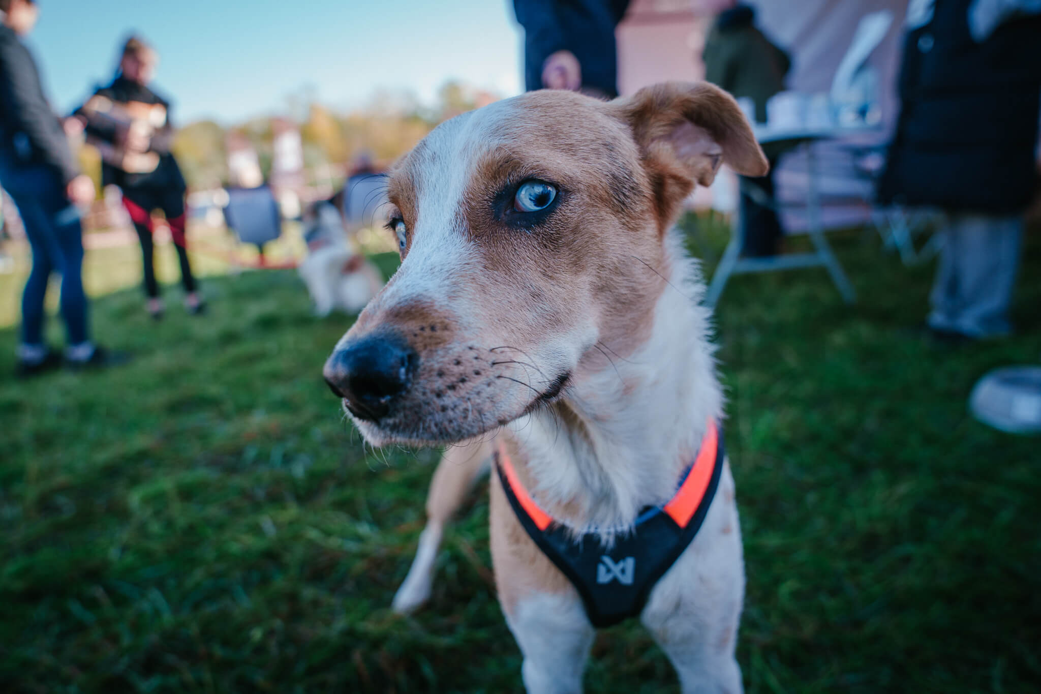 Za nami druga edycja RAW PALEO Warsaw Dog Run
